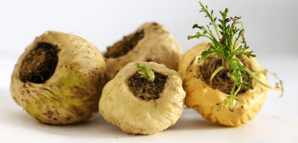 Maca